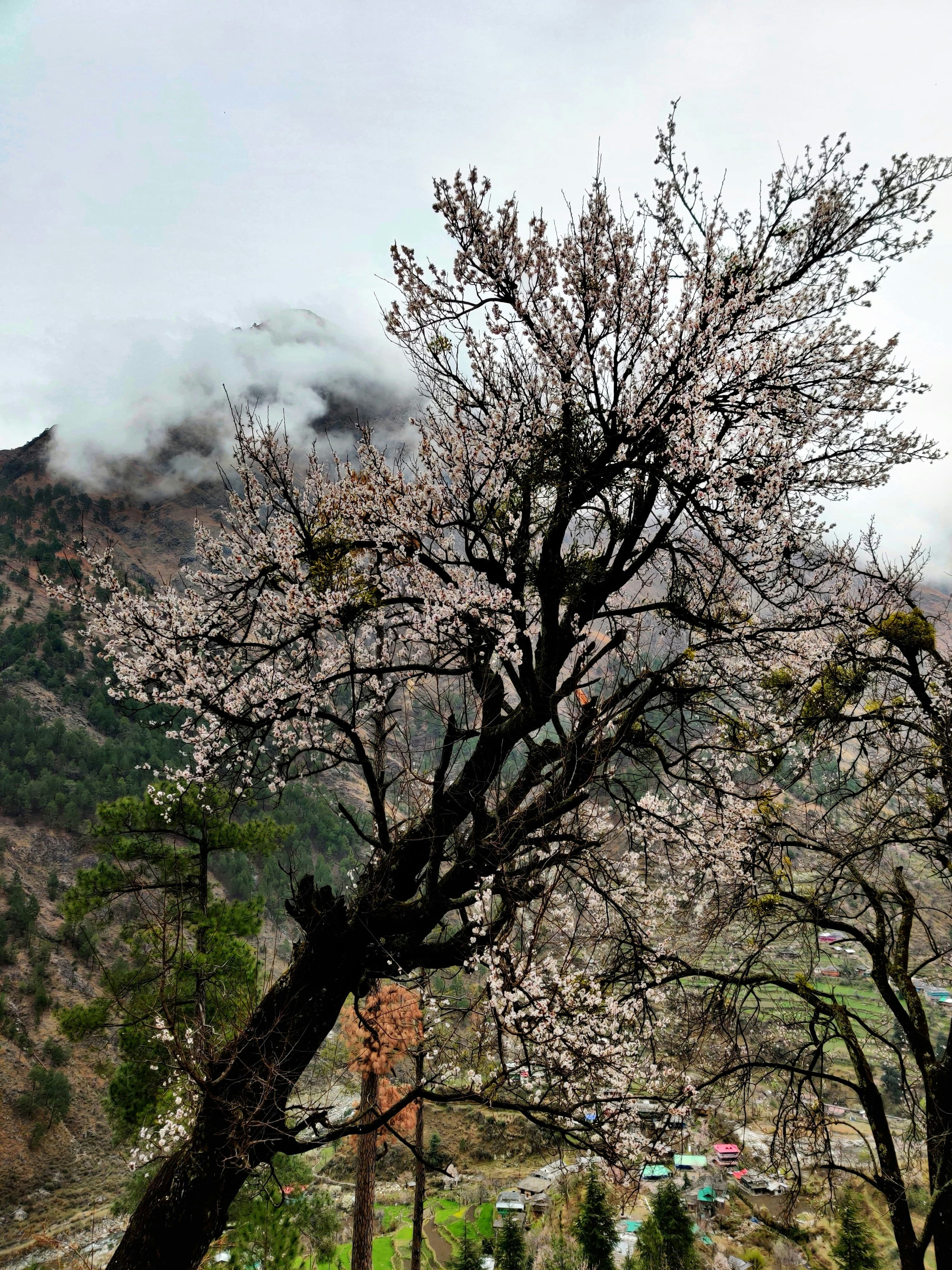 Best Time to Visit Japan: Weather by Month, Seasons and Cherry Blossoms